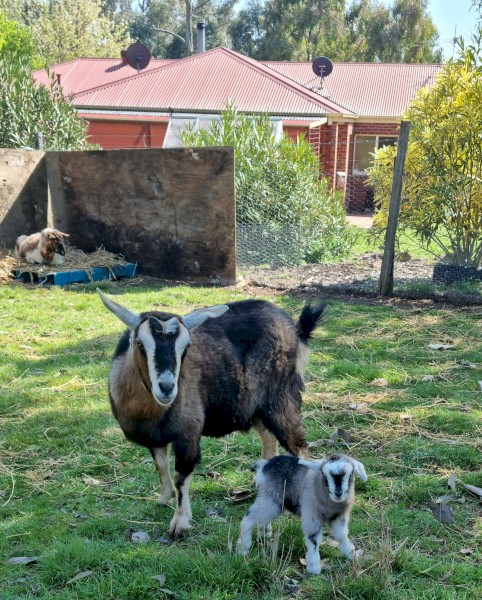 4 Miniature pixi goats