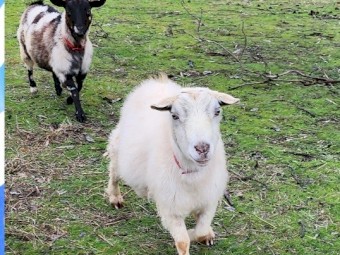 4 Miniature pixi goats