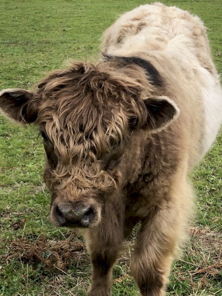 Highlander x bull calf