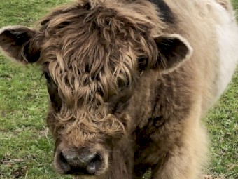 Highlander x bull calf