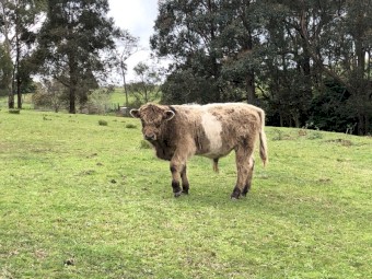 Highlander x bull calf