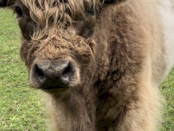 Highlander x bull calf