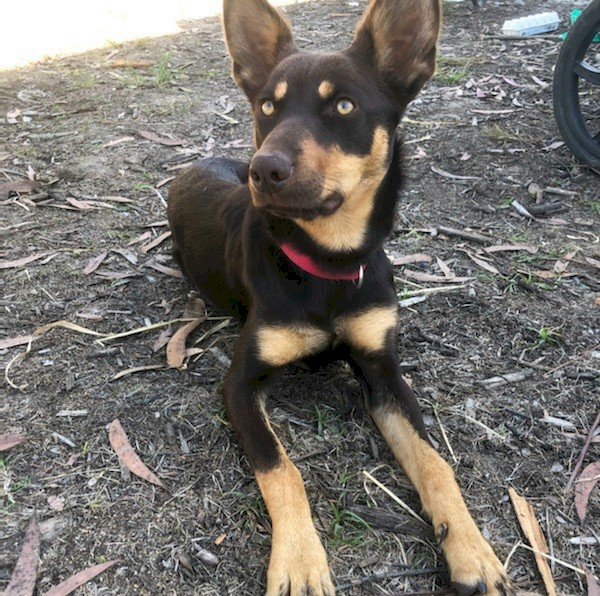 Kelpie Female