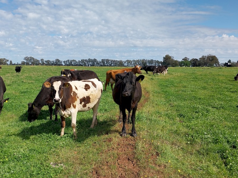 Dairy Herd