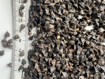 WANTED Buckwheat Growers - Production Contracts Available