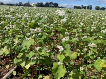 WANTED Buckwheat Growers - Production Contracts Available