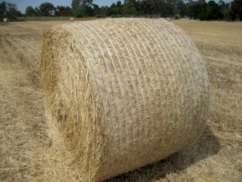 Oaten Hay