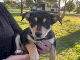 Kelpie Pups x 4