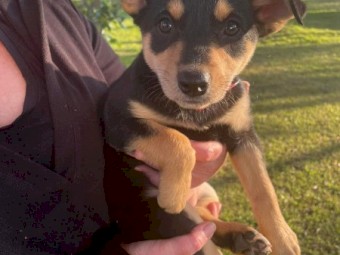 Kelpie Pups x 4