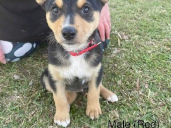 Kelpie Pups x 4
