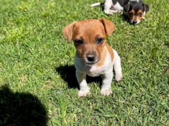 Jack Russell 