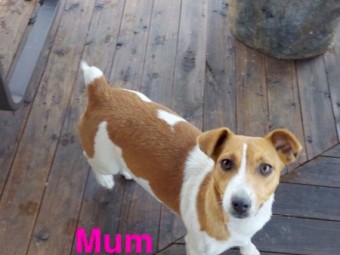 Jack Russell 