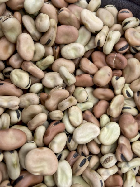 60mt Faba Beans