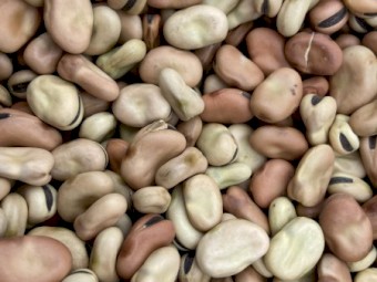 60mt Faba Beans