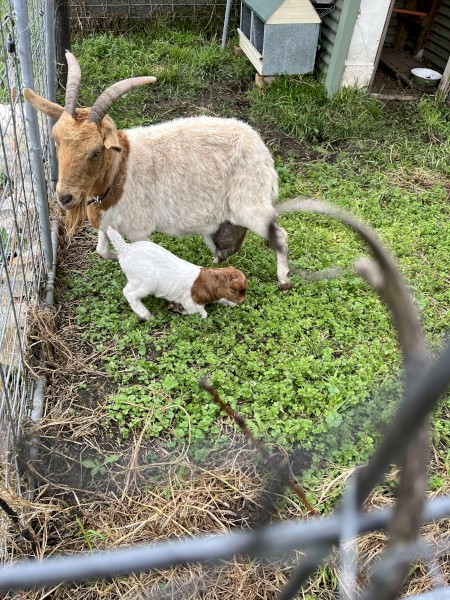 Milk Goat and Bub