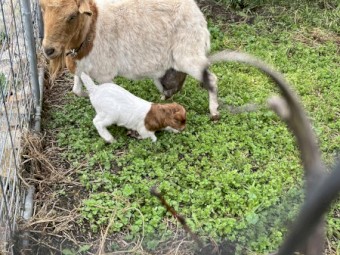 Milk Goat and Bub