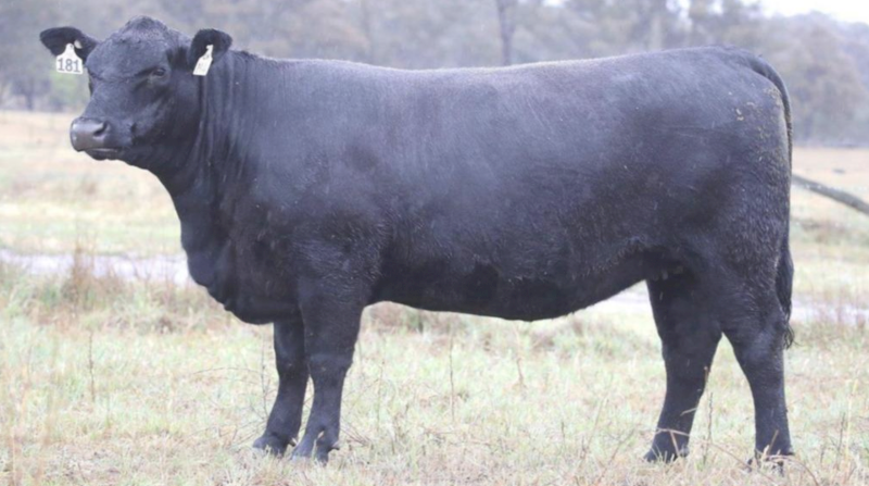 WANTED Angus Heifers