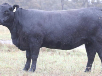 WANTED Angus Heifers