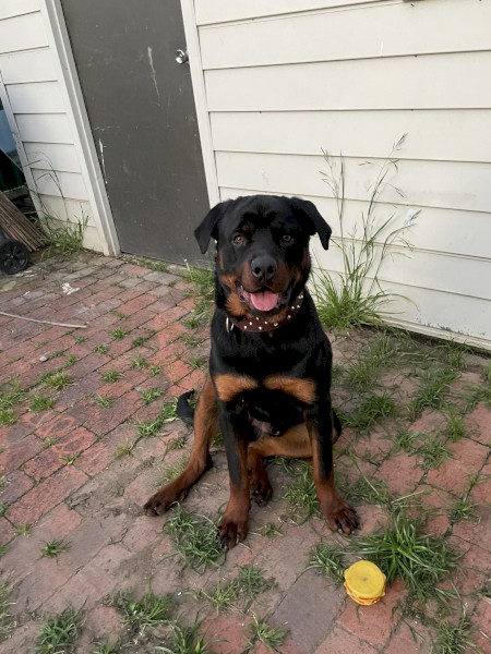 Free farm re-home / large land - 1yo make Rottweiler - dog 