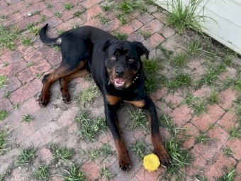 Free farm re-home / large land - 1yo make Rottweiler - dog 