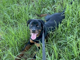 Free farm re-home / large land - 1yo make Rottweiler - dog 