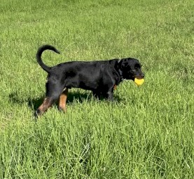 Free farm re-home / large land - 1yo make Rottweiler - dog 