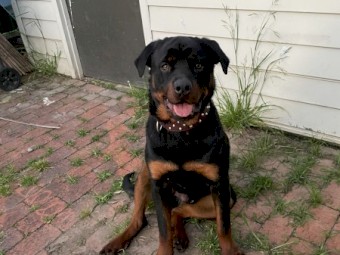 Free farm re-home / large land - 1yo make Rottweiler - dog 