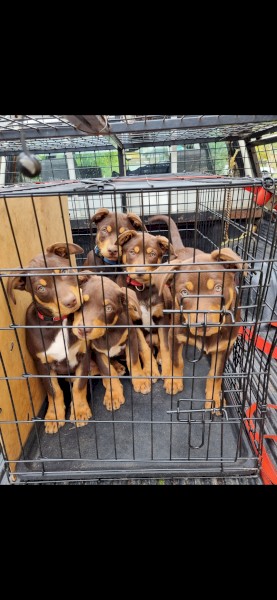 Red and Tan Kelpie Pups x 5