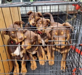 Red and Tan Kelpie Pups x 5