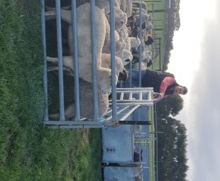 Portable sheep yards