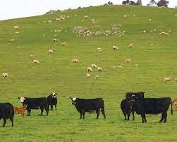 WANTED 50-100 acres for running Livestock  - Yarra Valley or Yea Area