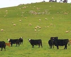 WANTED 50-100 acres for running Livestock  - Yarra Valley or Yea Area