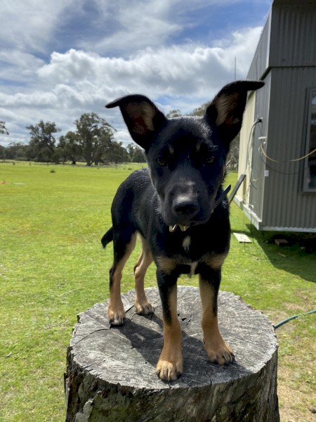 Kelpie x Border collie | Farm Tender