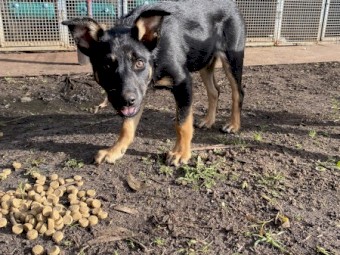 Kelpie x Border collie 