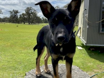 Kelpie x Border collie 