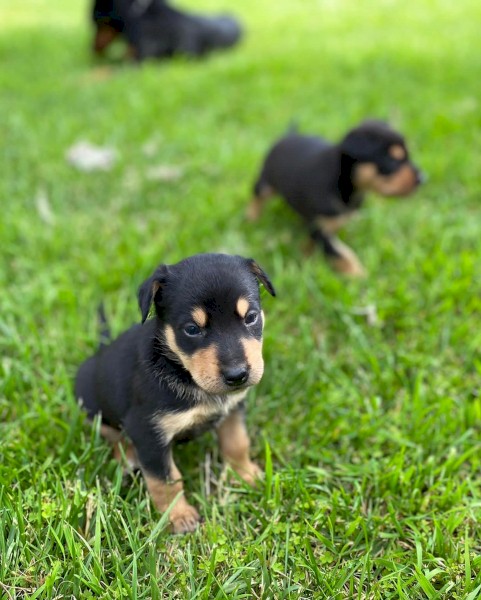 Kelpie Puppies X 6 Left ( 3 Girls 3 Boys ) 
