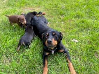 Kelpie Puppies X 6 Left ( 3 Girls 3 Boys ) 