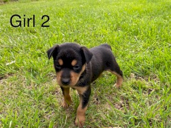 Kelpie Puppies X 6 Left ( 3 Girls 3 Boys ) 