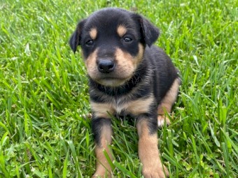 Kelpie Puppies X 6 Left ( 3 Girls 3 Boys ) 