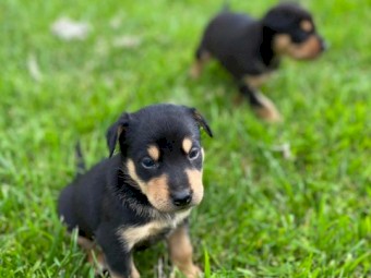 Kelpie Puppies X 6 Left ( 3 Girls 3 Boys ) 