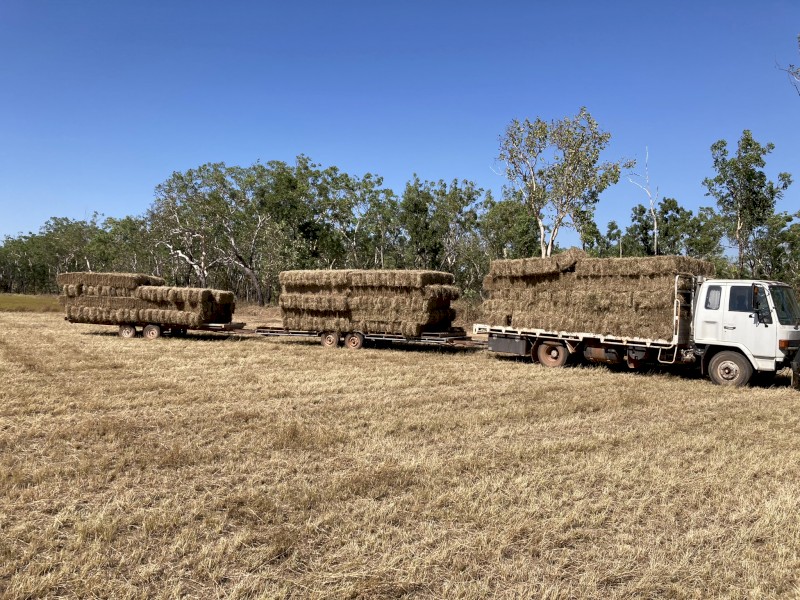 2500 x Pangola Hay Small Squares (22/23)