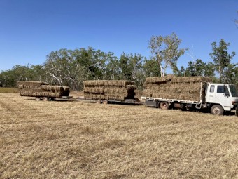 2500 x Pangola Hay Small Squares (22/23)