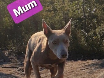 Fawn and Tan Australian Kelpie pup