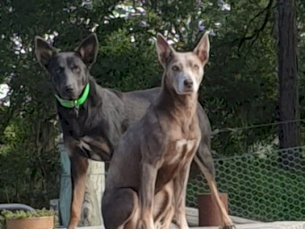Fawn and Tan Australian Kelpie pup