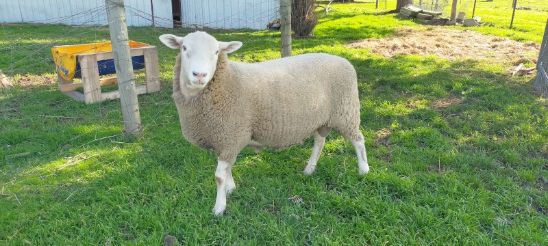 Ram composite with baroola gene