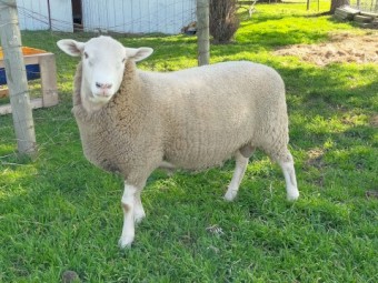 Ram composite with baroola gene