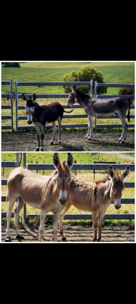 Donkeys