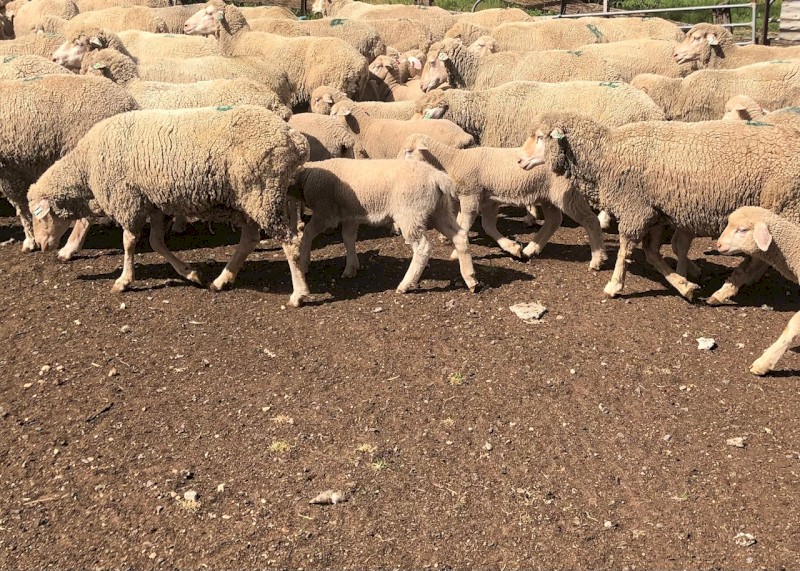 50 x Merino Ewes with 70 Lambs at foot