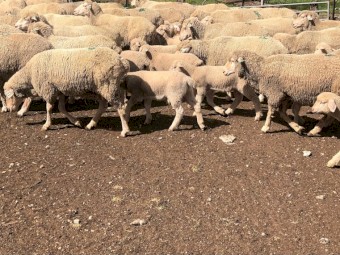 50 x Merino Ewes with 70 Lambs at foot