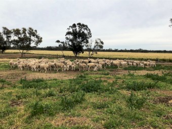 50 x Merino Ewes with 70 Lambs at foot